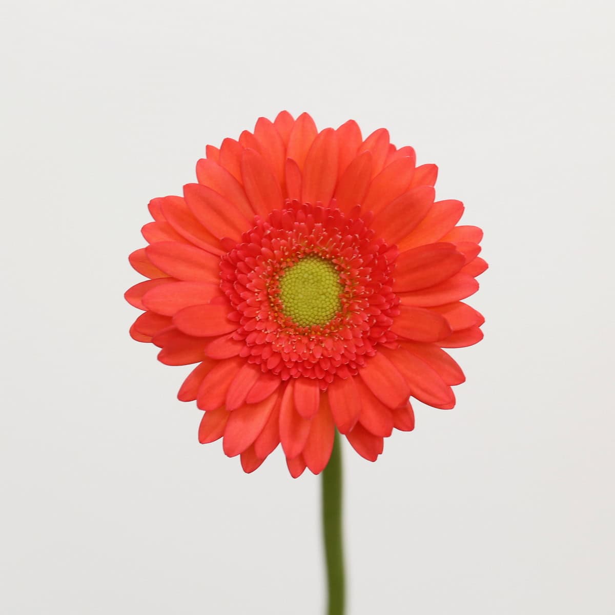 Close-up of coral Mini Gerbera Time Out flower