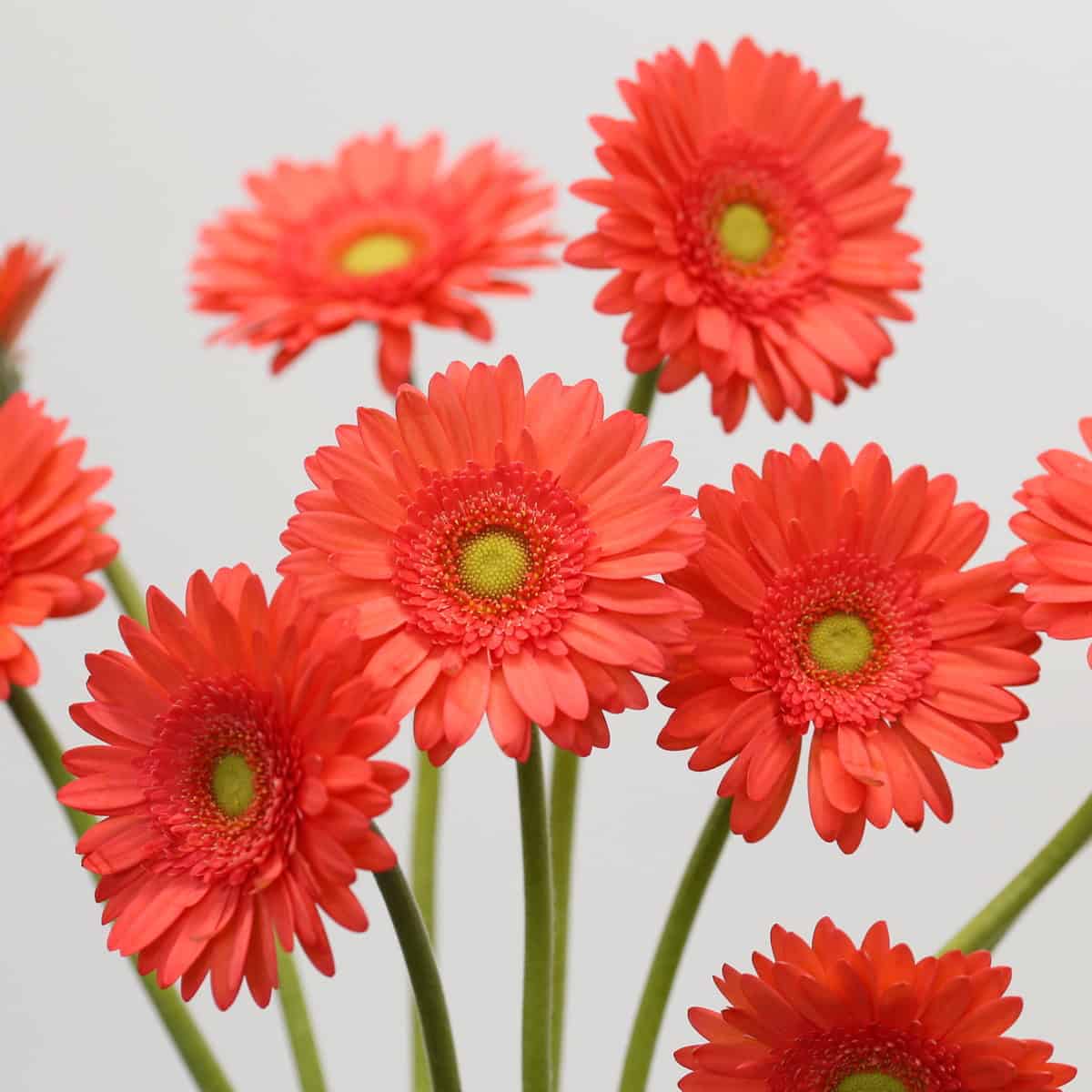 Cluster of coral Mini Gerbera Time Out flowers