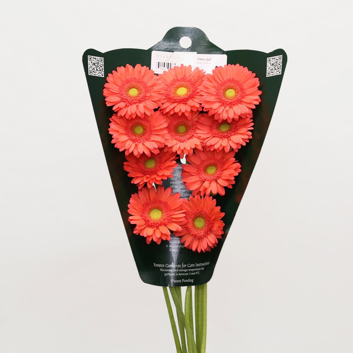 Mini Gerbera Time Out coral flowers in a 10-stem bunch