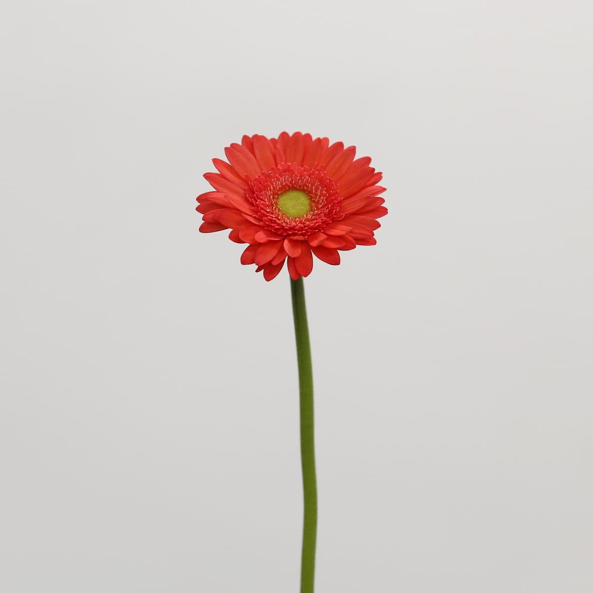 Single stem of Mini Gerbera Time Out coral gerbera