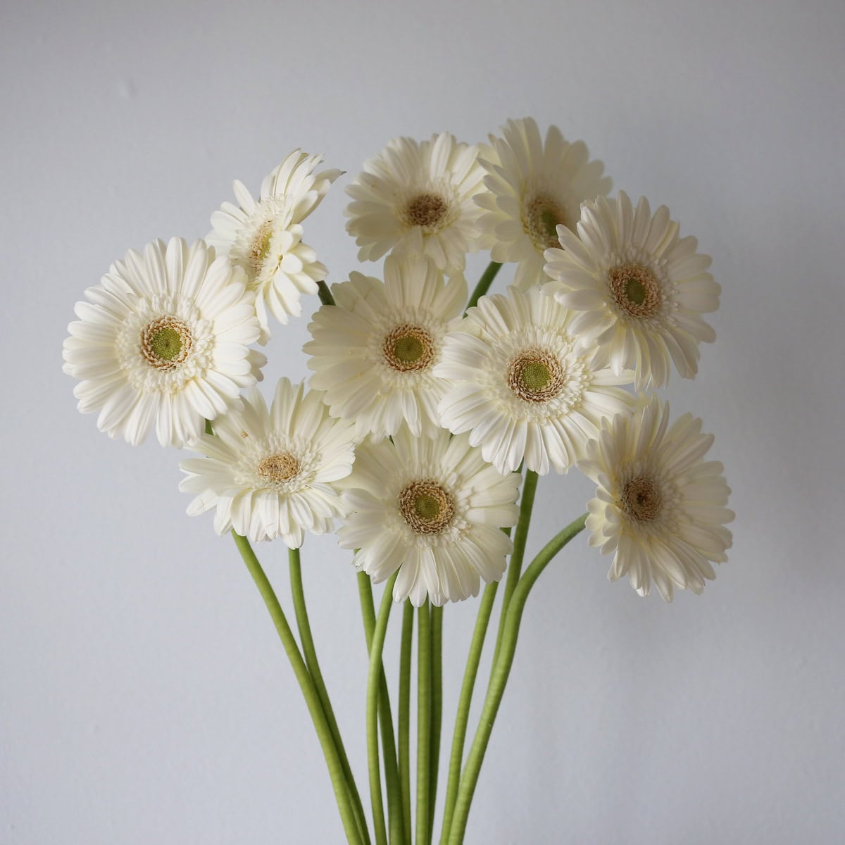 Bunch of white Mini Gerbera White Star flowers in bulk