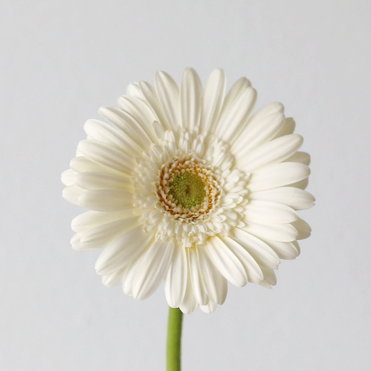 Mini Gerbera White Star white flower with soft green center