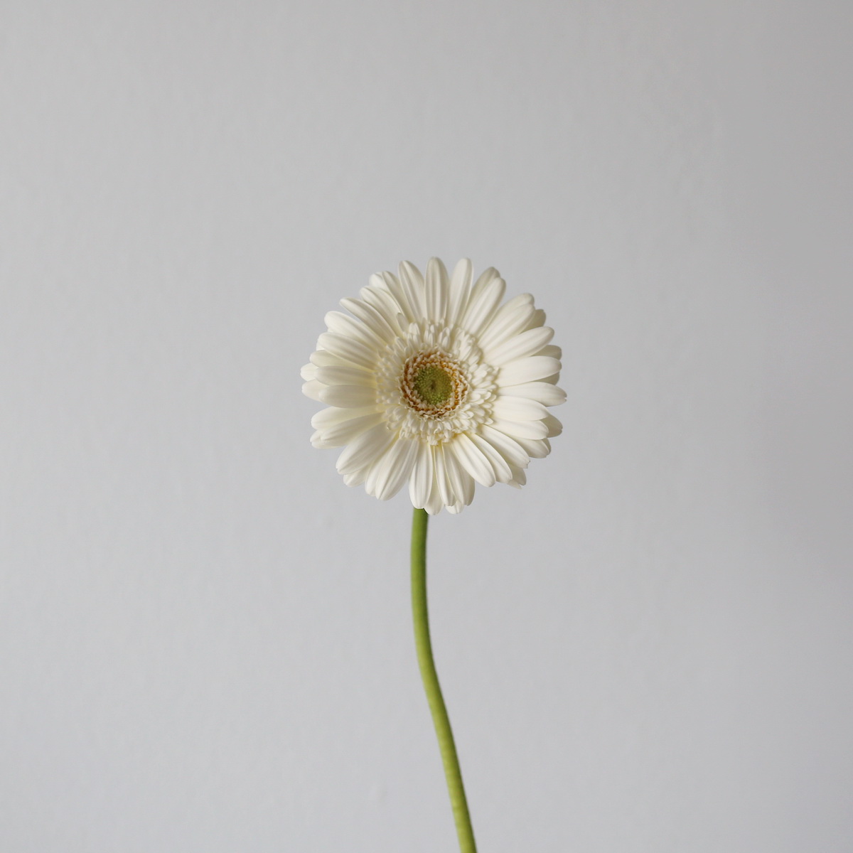 Single stem of white Mini Gerbera White Star