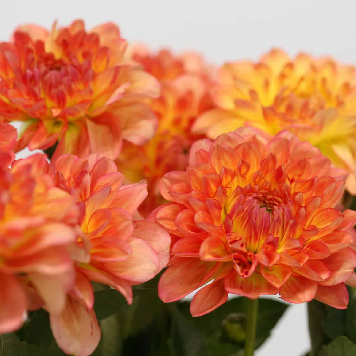 Close-up of orange dahlia blooms with coral and golden tones