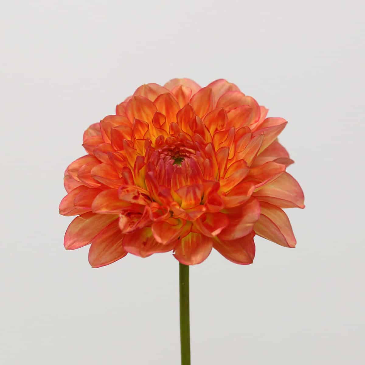 Orange locally grown dahlia flower with layered petals