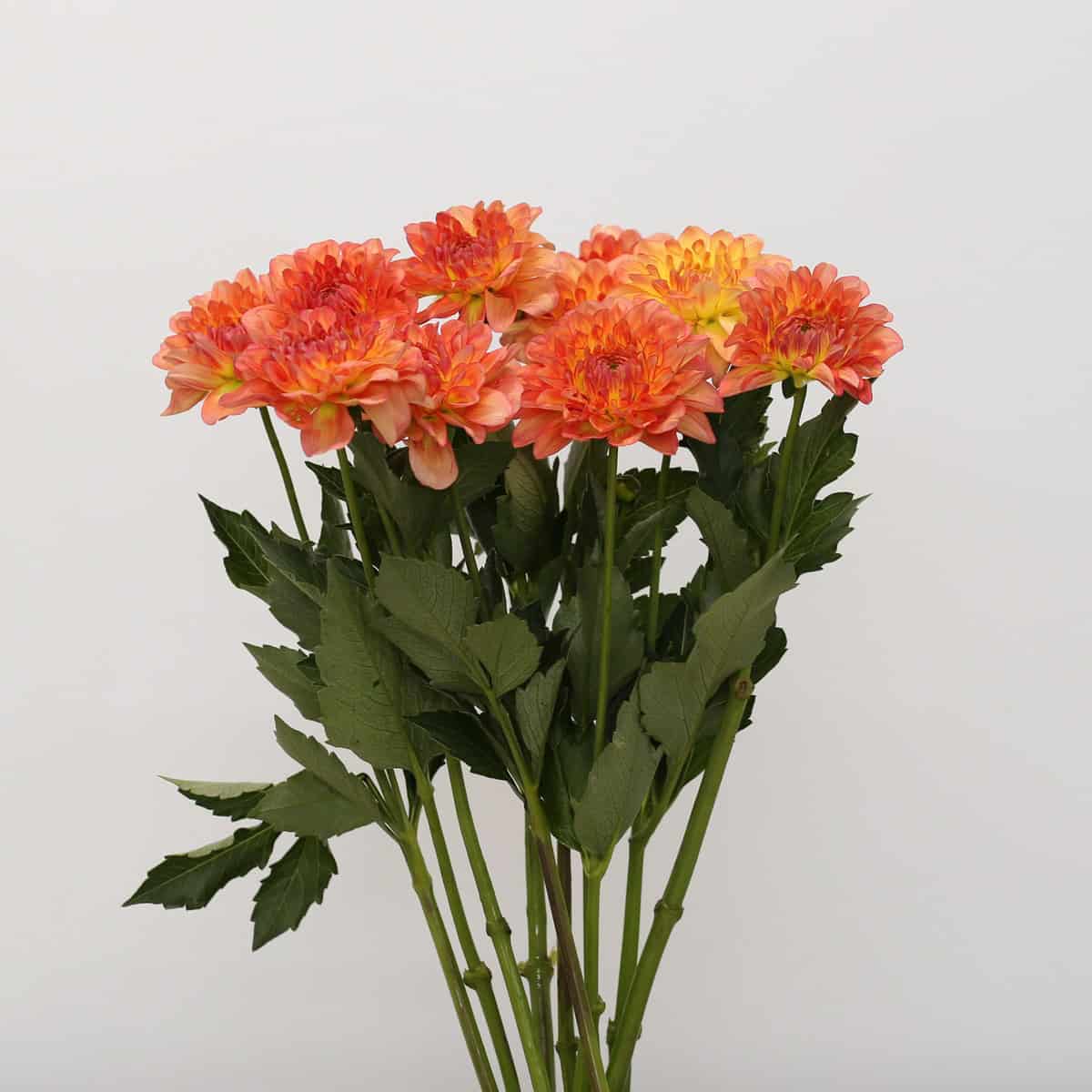 Orange dahlias in bulk locally grown in Quebec or Ontario