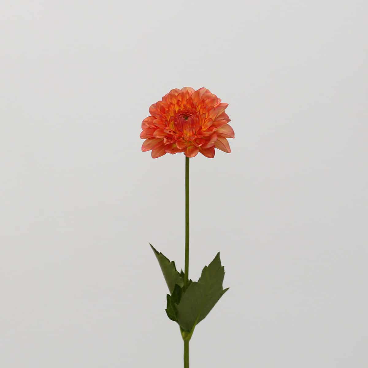 Single locally grown orange dahlia flower and stem