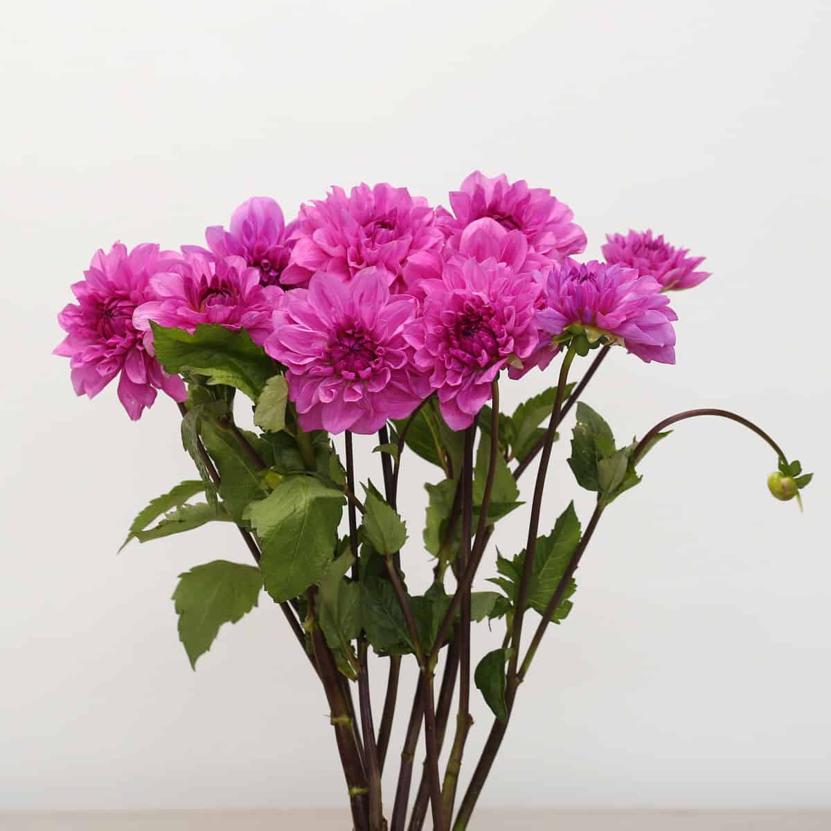 Pink locally grown dahlias in a bunch with full layered blooms