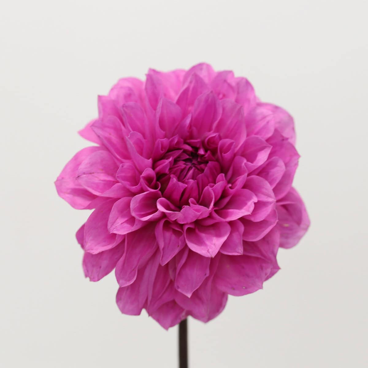 Close-up of a locally grown pink dahlia flower
