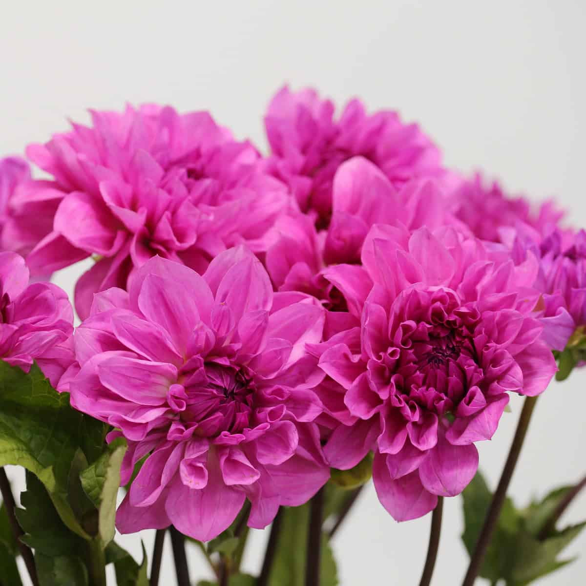 Cluster of locally grown pink dahlias with layered petals
