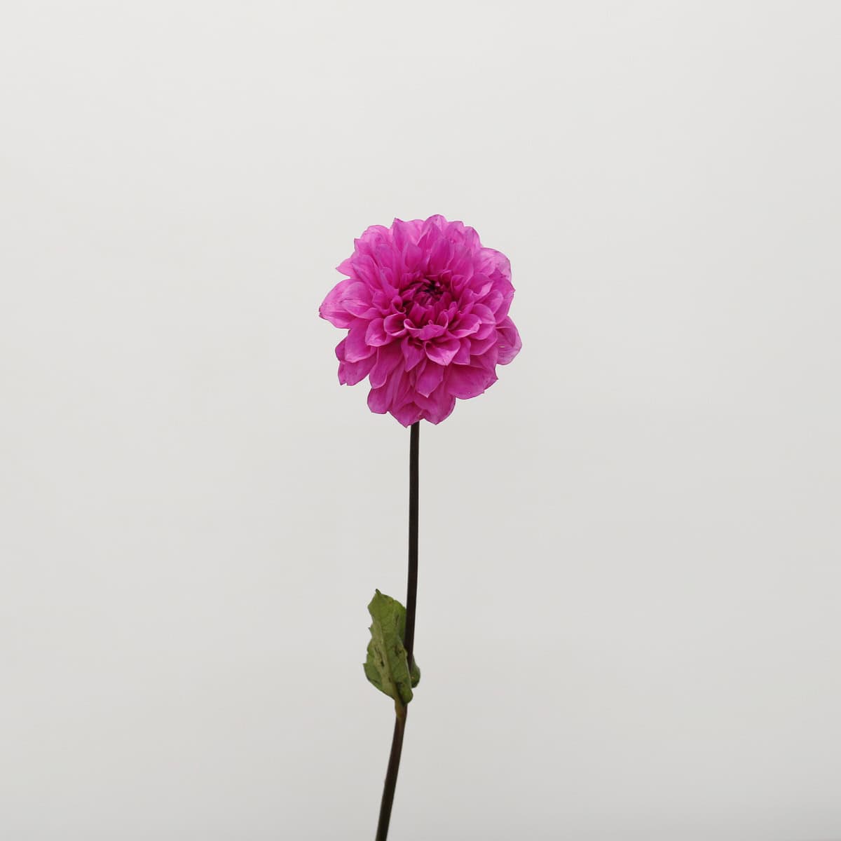 Single stem of a locally grown pink dahlia flower