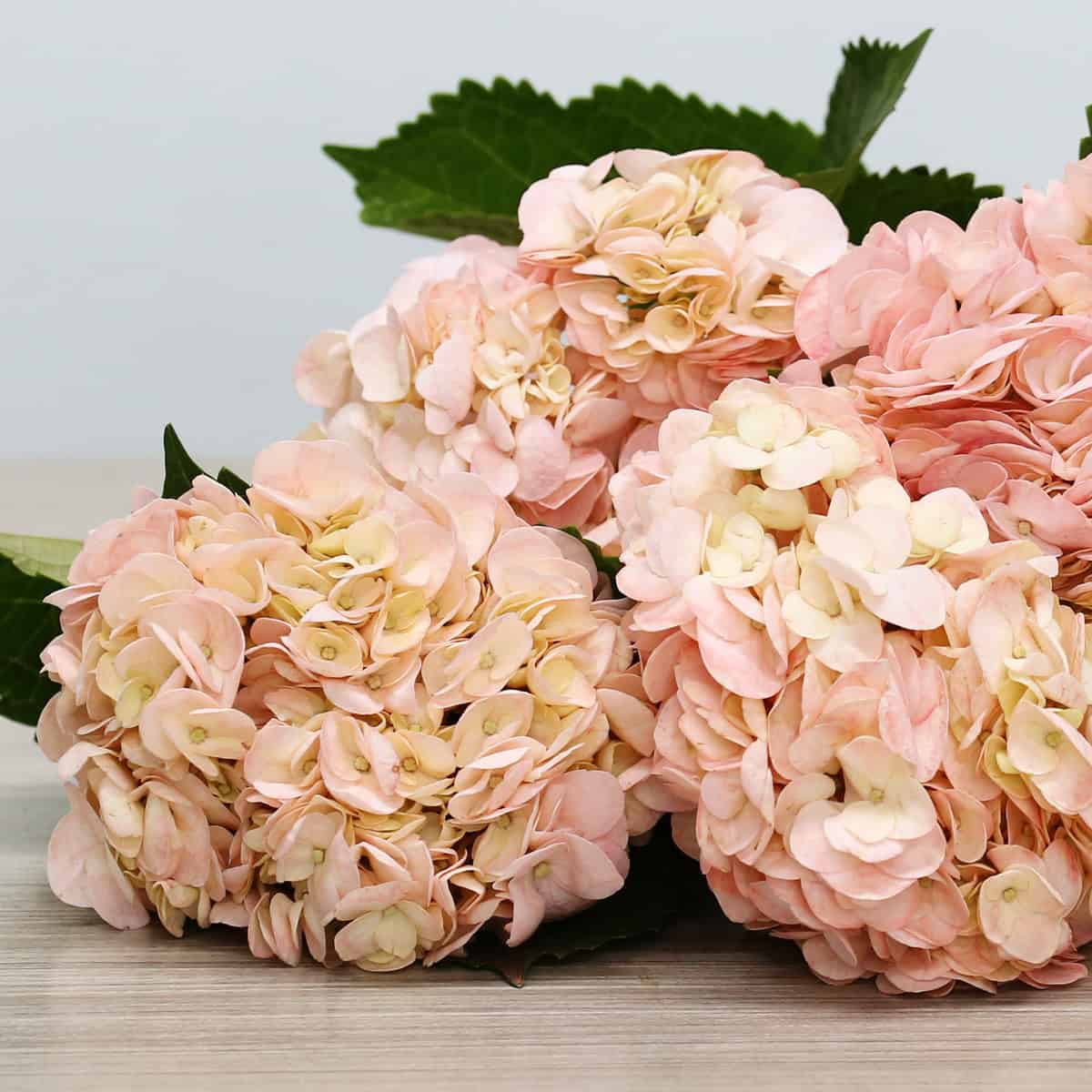 Pink tinted hydrangea flower heads with soft blush pink petals and green leaves