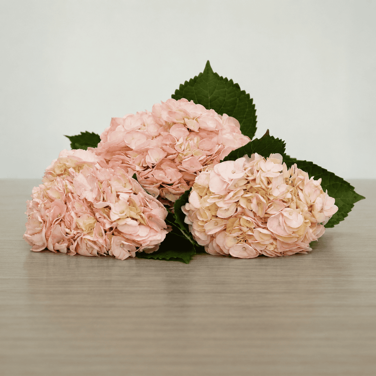 Pink tinted hydrangea flowers in bulk with large rounded blooms