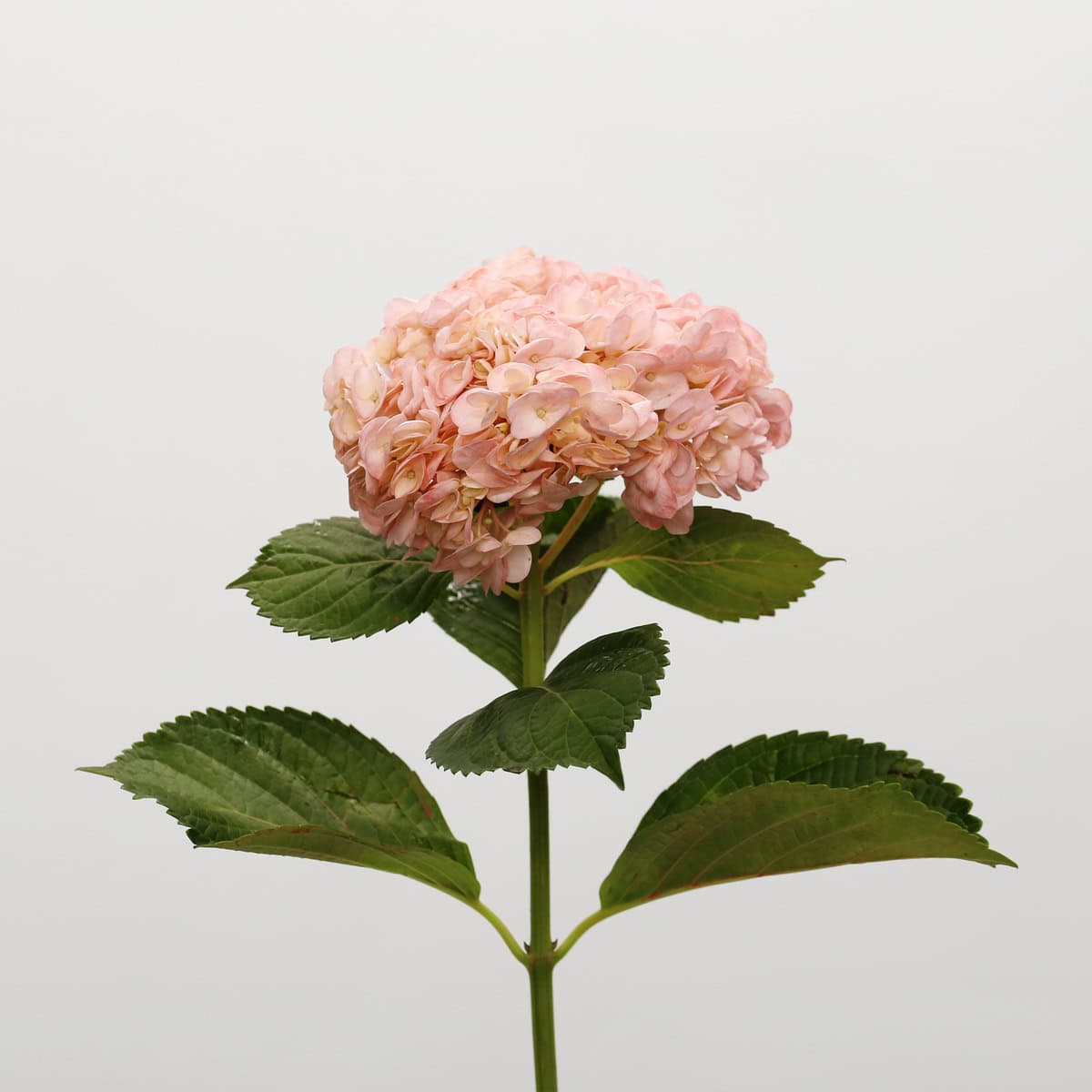 Single stem of pink tinted hydrangea with green leaves