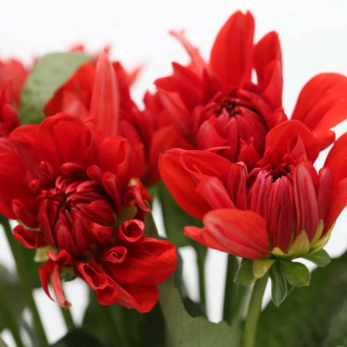 Close-up of red dahlia blooms with natural variations in shape