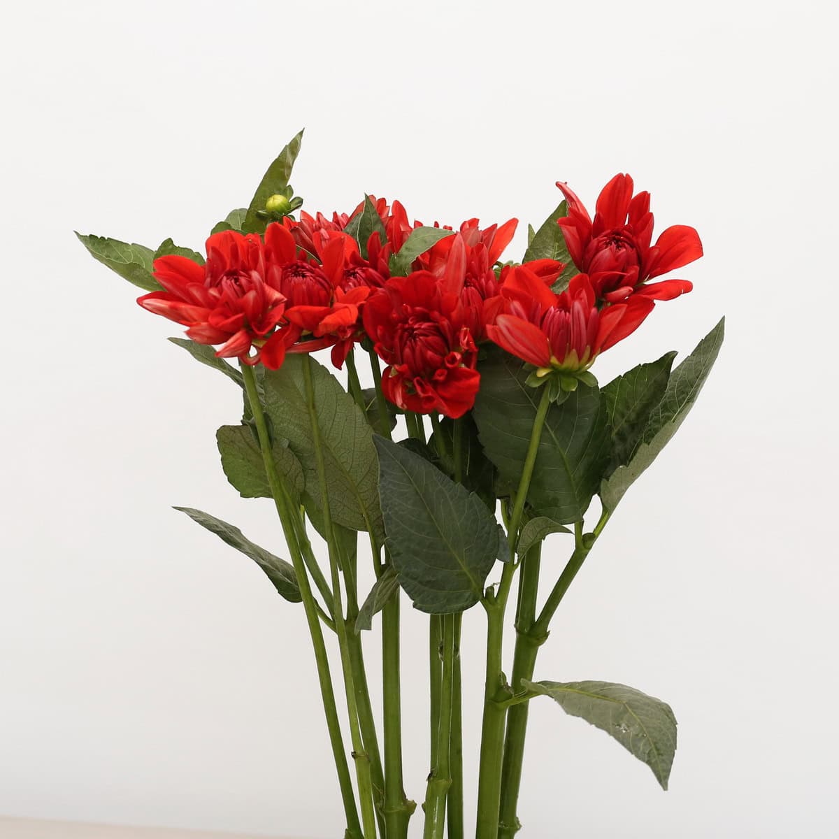 Bunch of locally grown red dahlias sold as bulk flowers