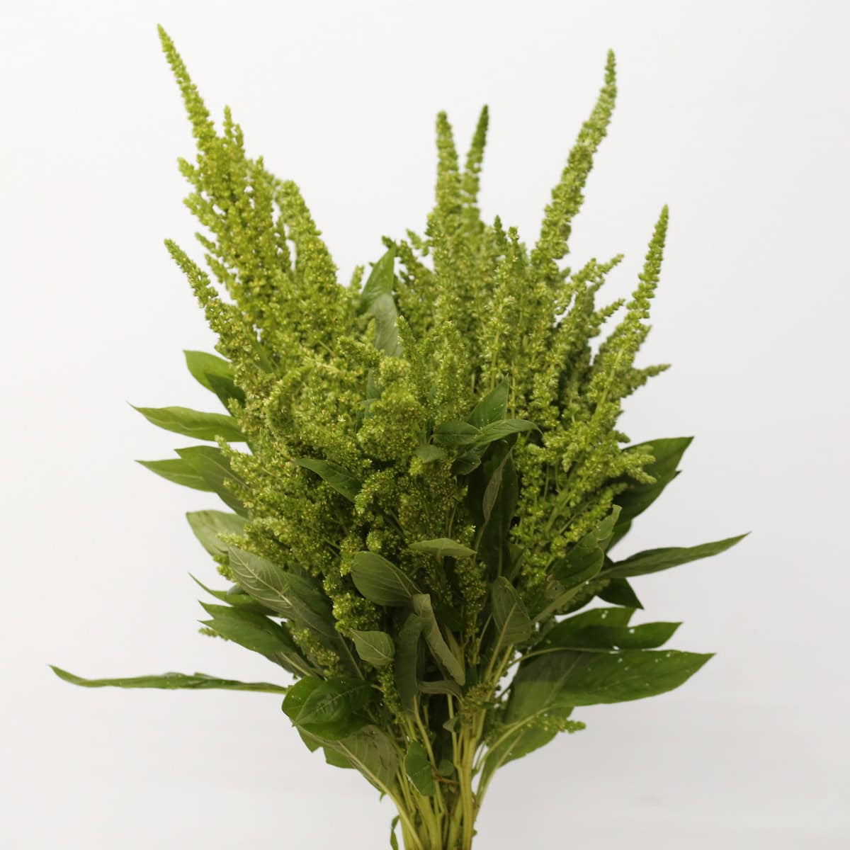 Bunch of Upright Green Amaranthus with tall green flower plumes