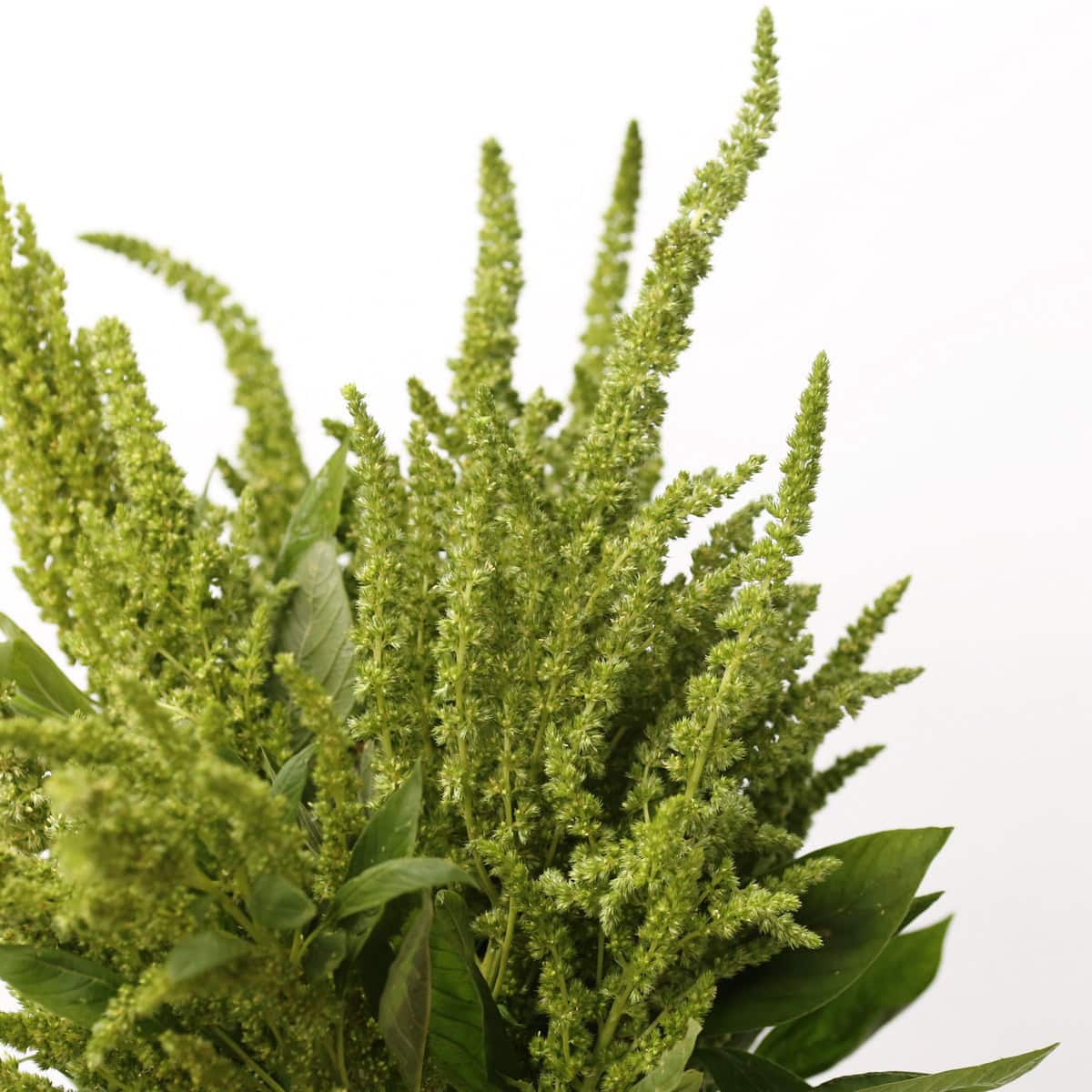 Close-up of textured green Upright Amaranthus flower plumes