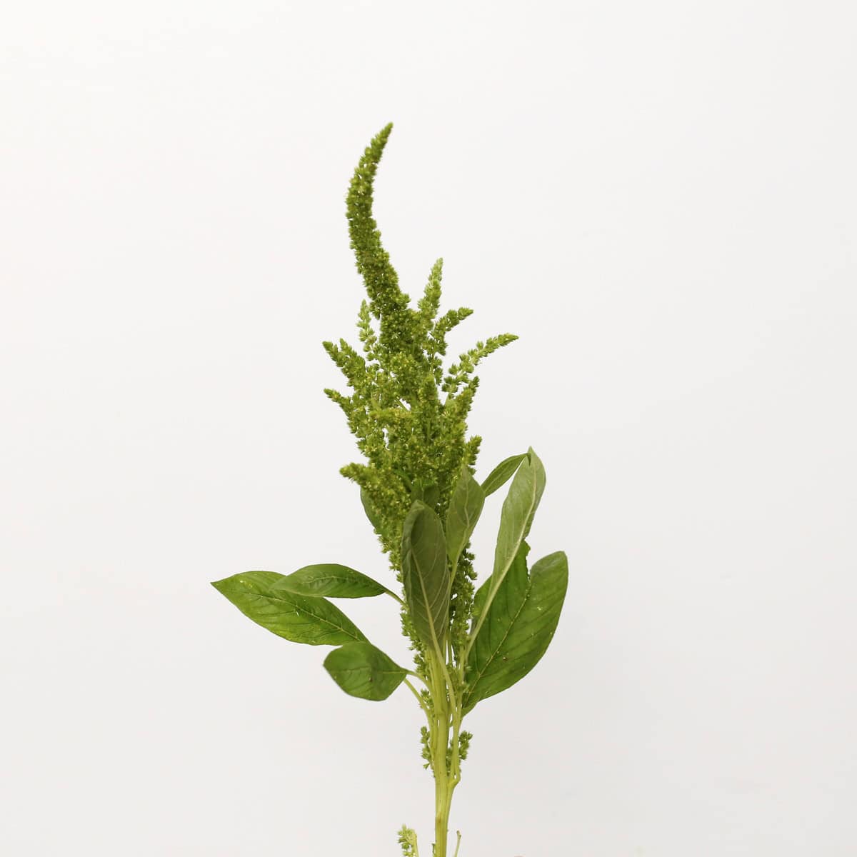 Upright Green Amaranthus single stem with green flower plumes and foliage