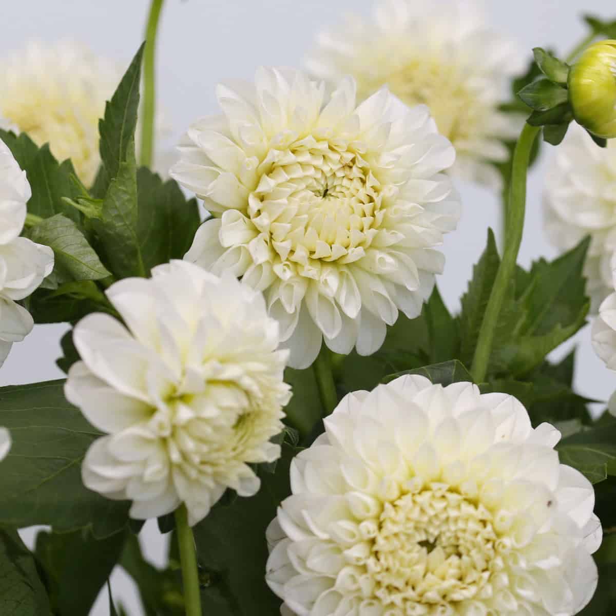 Close-up of white dahlia flowers with layered petals