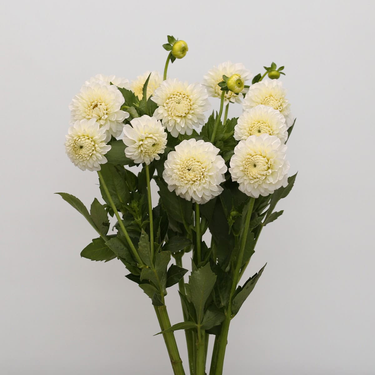 Bunch of locally grown white dahlias in bulk