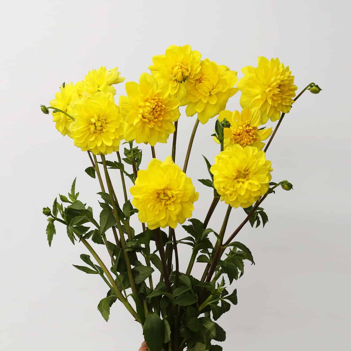Bunch of locally grown yellow dahlias