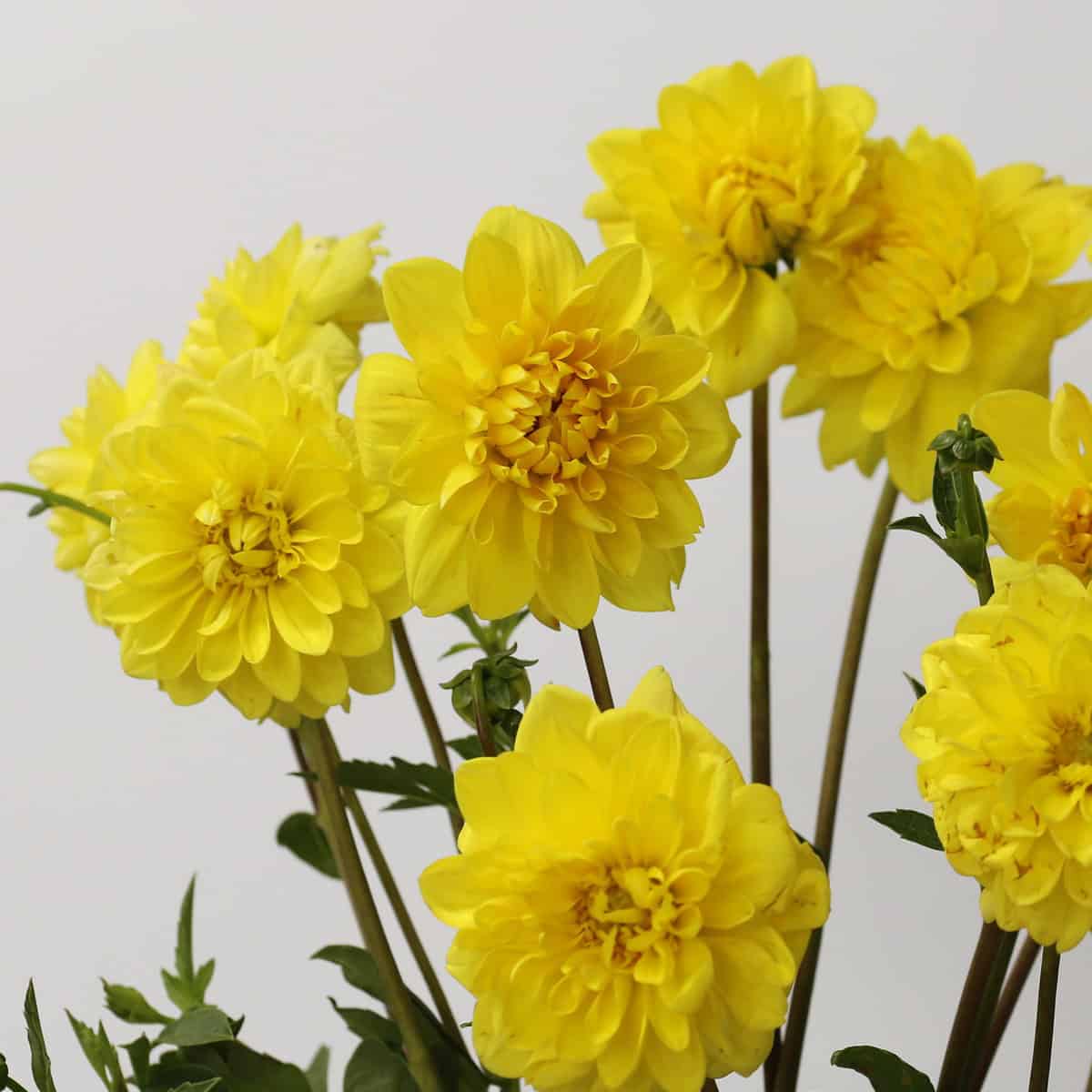Yellow dahlia flowers with bright layered petals