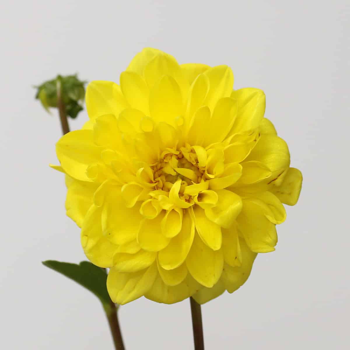 Close-up of a bright yellow dahlia flower