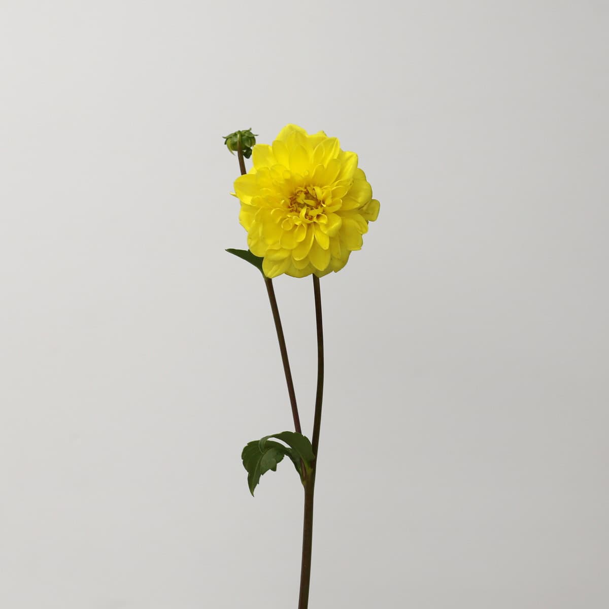 Locally grown yellow dahlia flower on a long stem