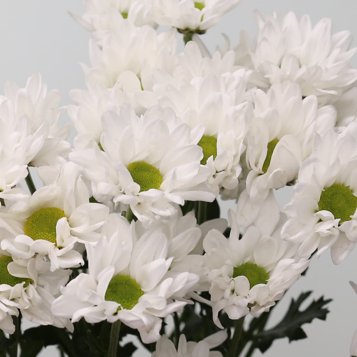 Cluster of Canadian grown white daisies with green centers